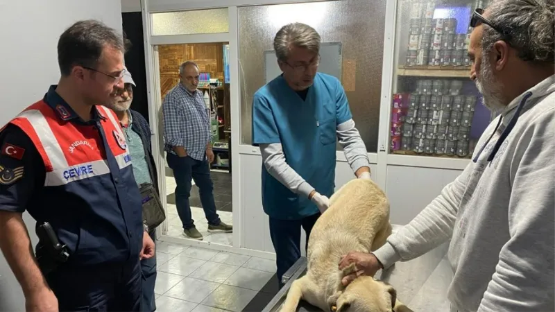 Jandarma ekiplerinin yaralı halde bulduğu köpek tedavi edildi