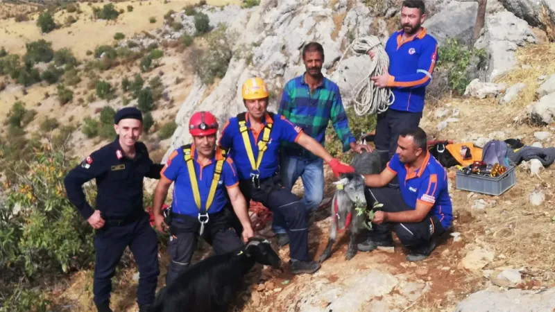 Uçurumda 3 gün mahsur keçileri AFAD kurtardı