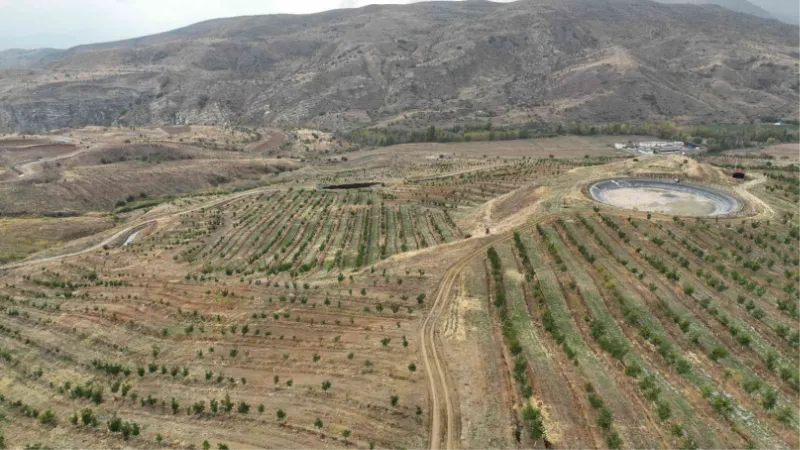 İç Anadolu’nun en büyük ceviz bahçesinde ilk hasat yapıldı