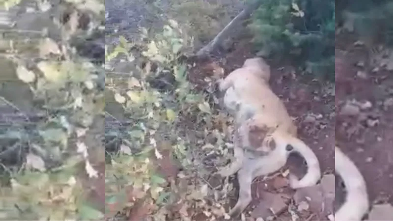 Av tüfeği ile katledilen çoban köpeği çalıların arasında bulundu