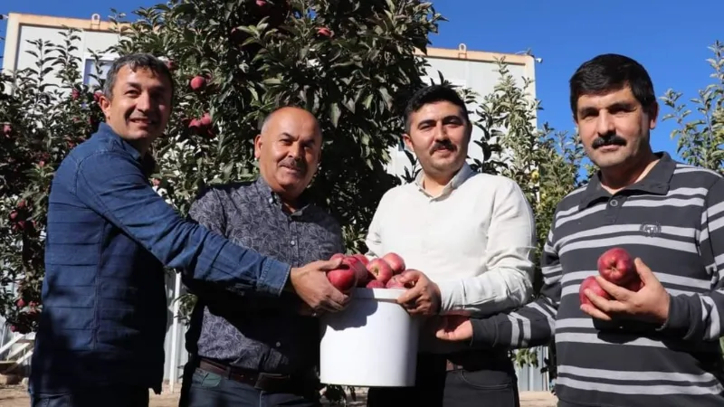 Gürün’de elma hasadında sona gelinde