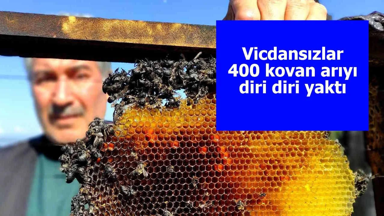 Vicdansızlar 400 kovan arıyı diri diri yaktı