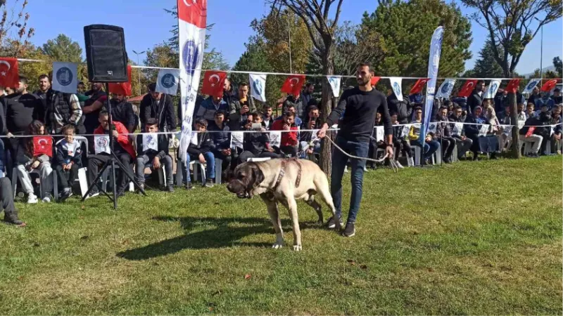 Türk çoban köpekleri podyuma çıktı