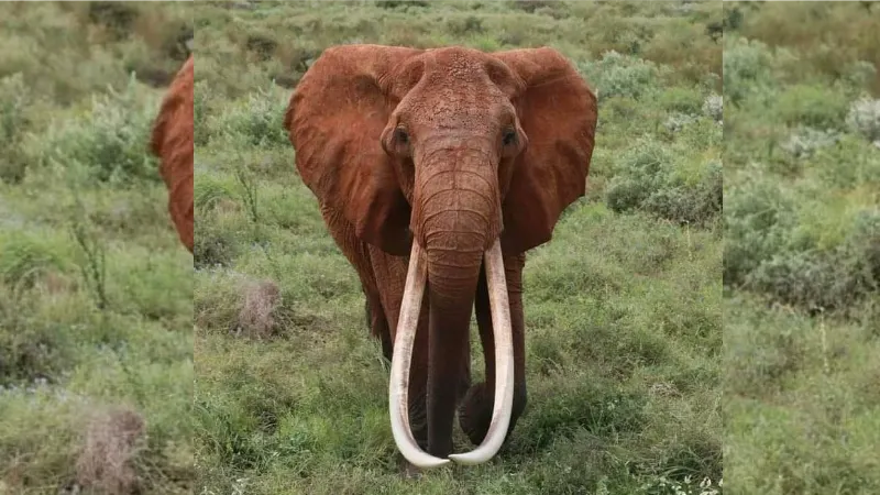 Afrika’nın en büyük tusker cinsi dişi fili olduğuna inanılan ’Dida’ öldü