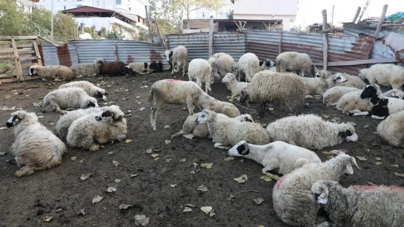 İlkadım’da zabıtadan ahırlara denetim