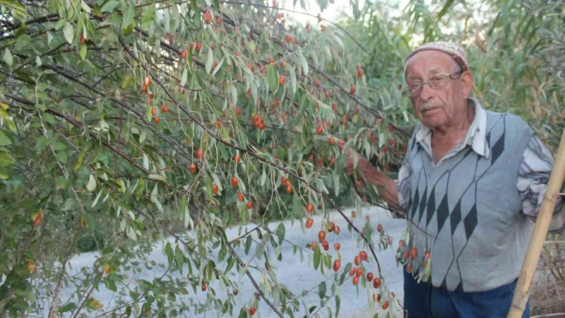 Şifa kaynağı iğdenin hem tüketimi hem de ağaç sayısı azalıyor