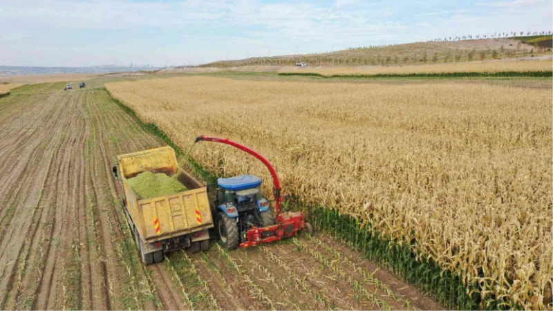 Tarım Kampüsü’nde yetiştirilen silajlık mısır hasadı yapıldı