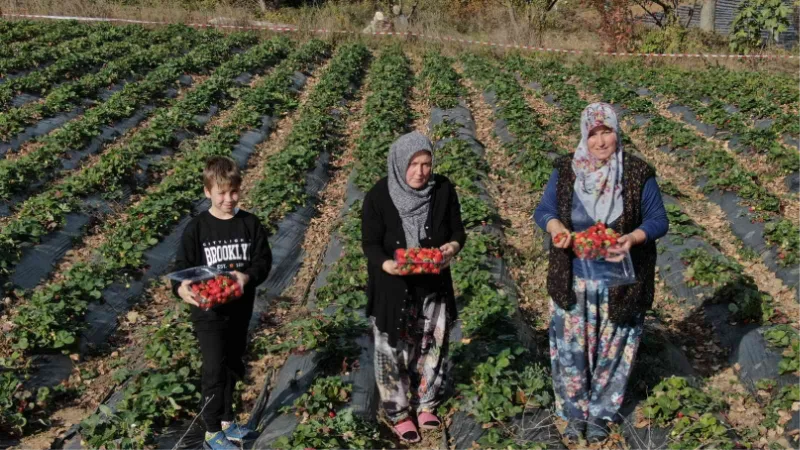 Köylü kadınların hayatı bir fide ile değişti...Köyün tamamı 7 ay çilek üretiyor