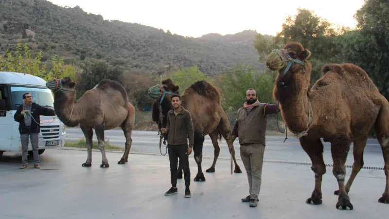 Pehlivan develer, hazırlıklara başladı