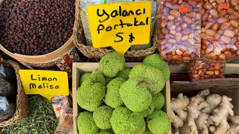 Vatandaşın ağrı kesici arayışına “Yalancı portakal” yetişti