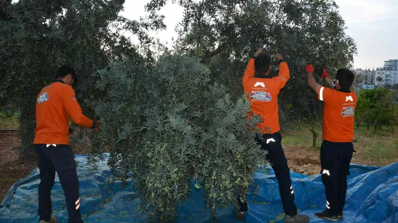 Vatandaşın zeytini sofrasına geliyor