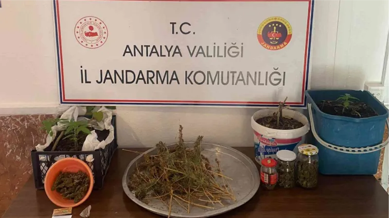 Jandarmadan yasadışı kenevir ekimine operasyon