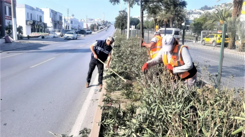 Bodrum Belediyesi ağaç budama çalışmalarını sürdürüyor