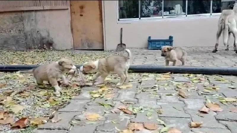 Aç kalan yavru köpeklerin kavgası gülümsetti