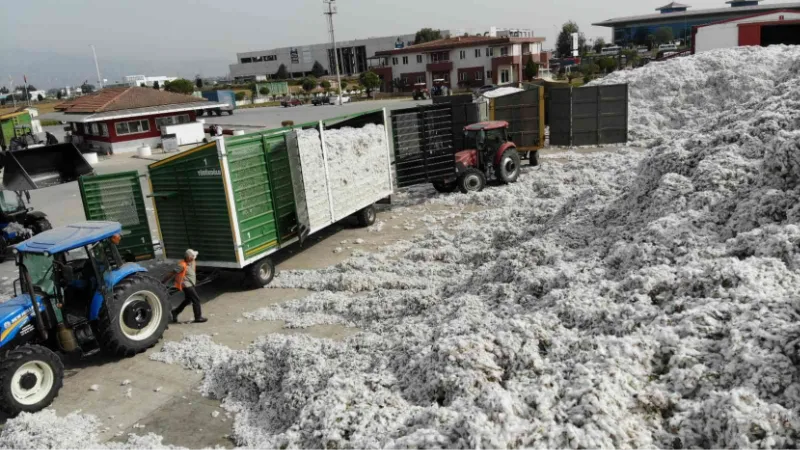 Aydın’da fiyatlar düştü, pamuklar rafa kaldırıldı