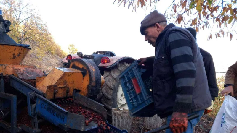 Kestanelerin sofralara yolculuğu başladı