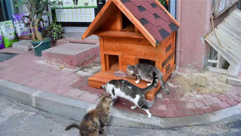 Fatih’te evi parçalanan kedi yeni yuvasına kavuştu