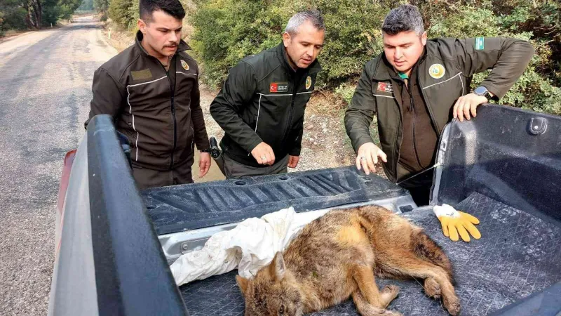 Yaralı tilkiyi Orman İşletme Müdürlüğü ekipleri kurtardı