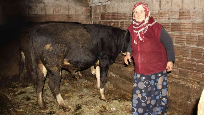 Hayvanlarını otlatan kadına şok sözler