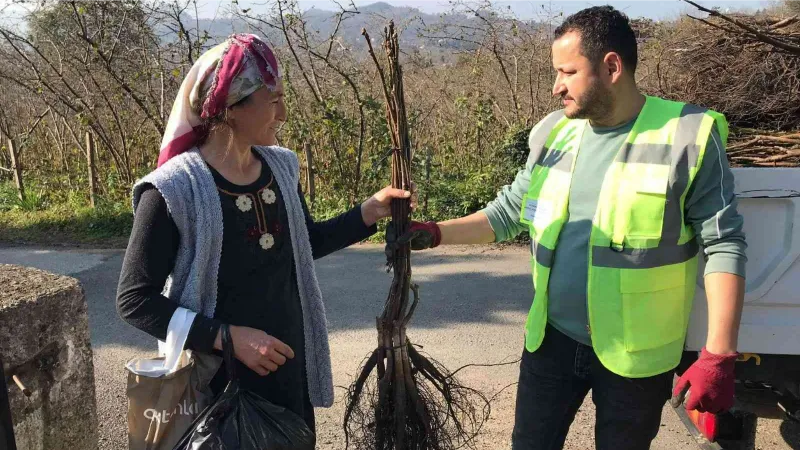 Altınordu’da üreticilere 100 bin adet ceviz fidanı