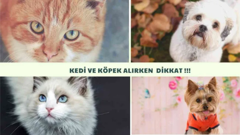 Sosyal medyadan kedi köpek sahibi olmak isteyenlerin mağduriyeti artıyor