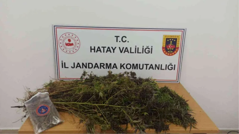 Hatay’da 477 kök skunk, 313 gram kubar esrar ele geçirildi