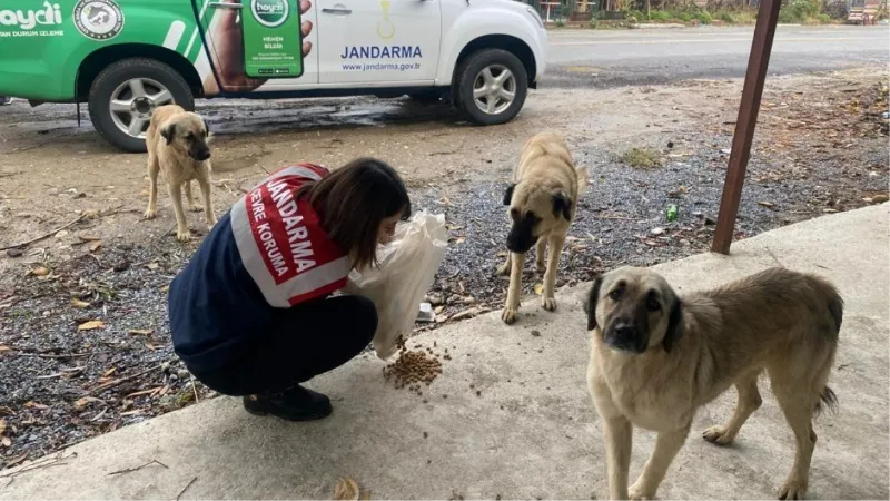 Jandarma ekipleri patili dostlarını unutmadı