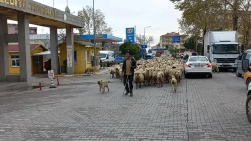 Kent merkezinden geçen koyun sürüsü ilginç görüntü oluşturdu