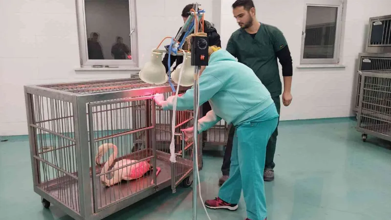 Konya’da göl kıyısında yaralı bulunan flamingo koruma altına alındı