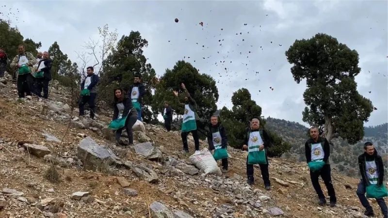 Feke’de sedir tohumları toprakla buluşuyor