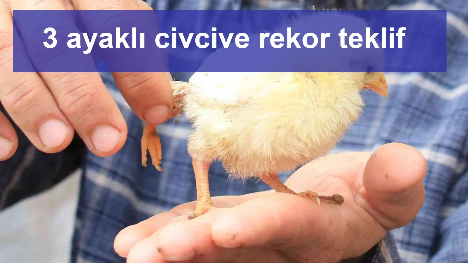 3 ayaklı civcive rekor teklif