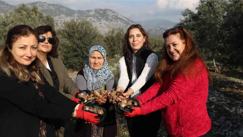 Büyükşehirden kadın kooperatiflerine nergis ve frezya soğanı desteği