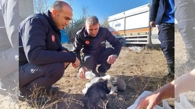 Van’da 20 metrelik kuyuya atılan 2 yavru köpek AFAD ekipleri tarafından kurtarıldı