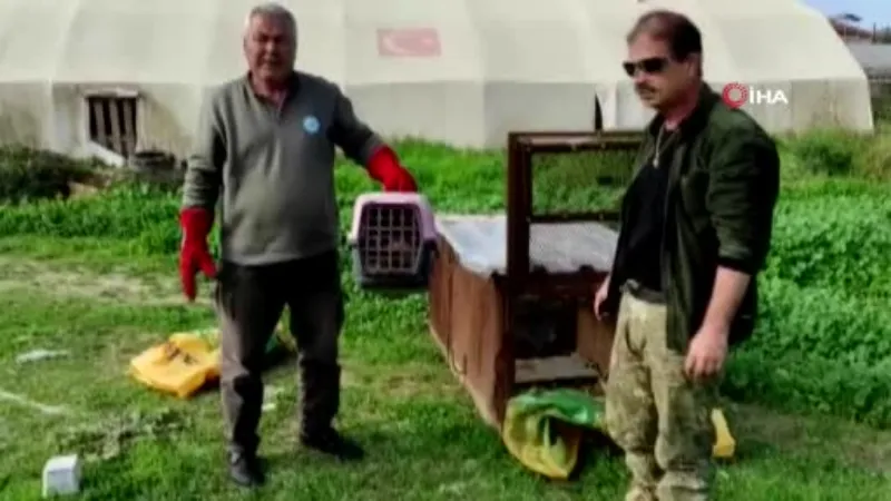 Emekli polisin kapanla yakaladığı tilki doğaya salındı