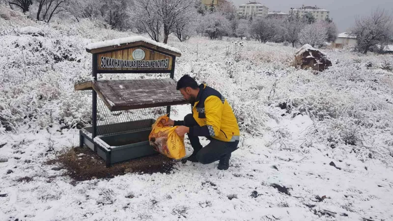 Belediye ekipleri sokak hayvanlarını unutmuyor