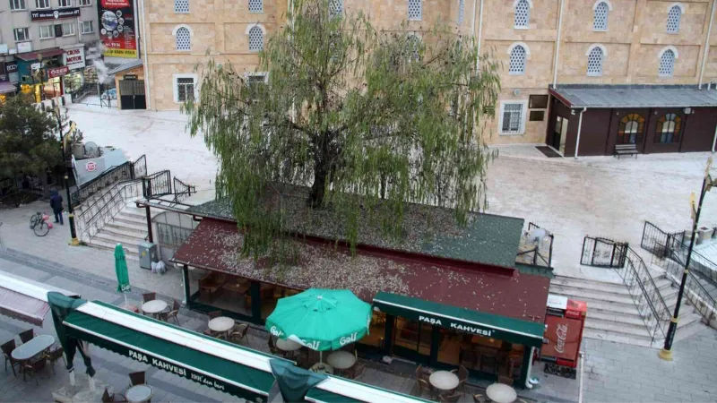 Kafenin ortasından yükselen ağaç dikkat çekiyor