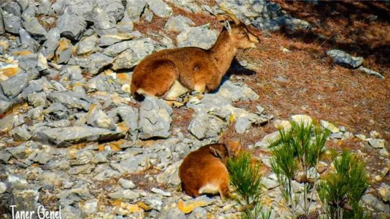 Muğla’da yaban keçileri görüntülendi