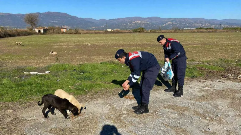 Jandarma sokak hayvanlarını unutmadı