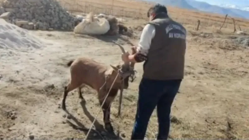 Dağ keçisi camı kırıp eve girdi