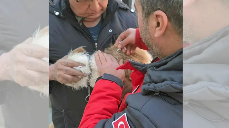 Muğla’da 37 bin havyana mikroçip takıldı