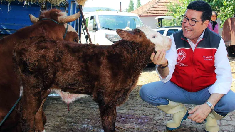 ‘Buzağına sahip çık’ projesi 13 ilçede uygulanacak