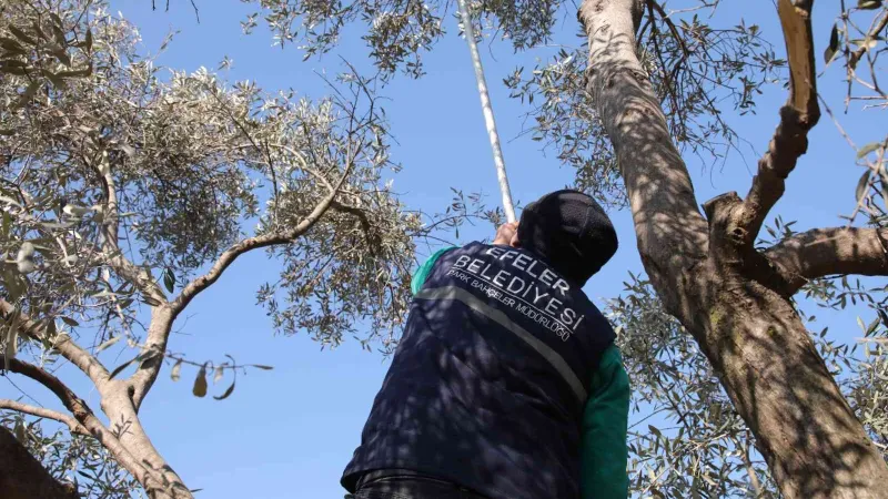 Efeler’de zeytin ağaçları budanmaya başladı