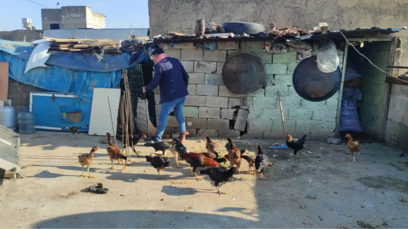 Güvercinlerini satarak aldığı tavuklarla yumurta üretimine başladı