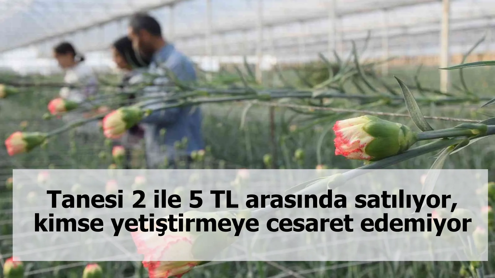 Tanesi 2 ile 5 TL arasında satılıyor, kimse yetiştirmeye cesaret edemiyor