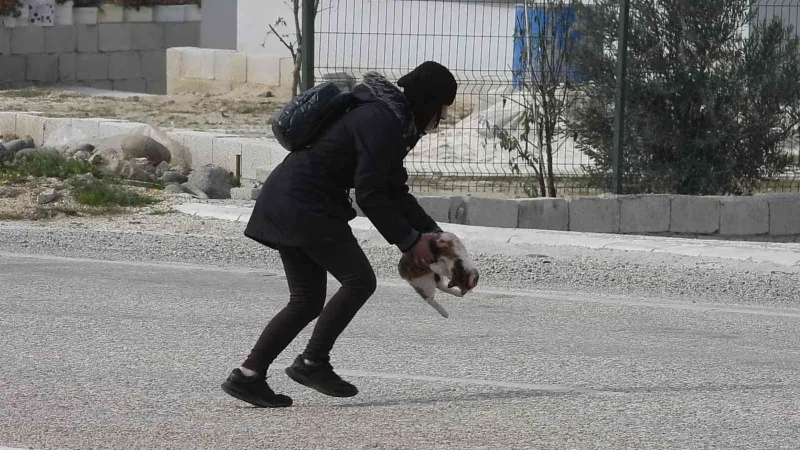 Otomobil çarpan kediyi kurtarmak istedi, çabası yetersiz kaldı