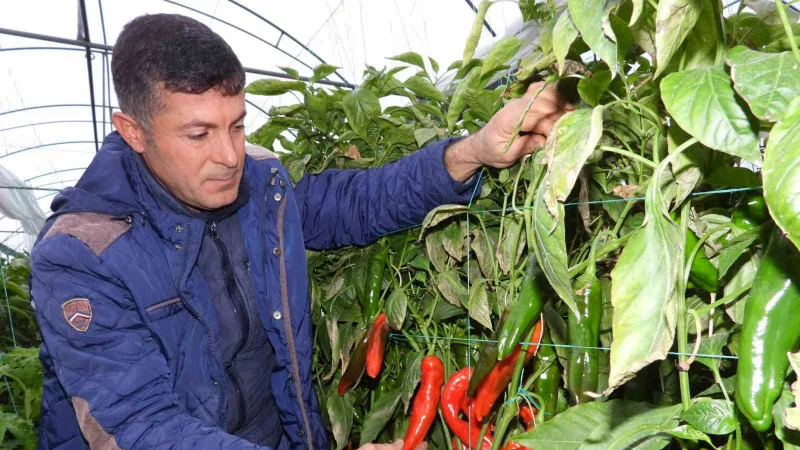 Azı şifa fazlası zarar: Samandağ biberinin faydaları saymakla bitmiyor