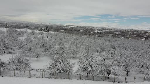 Malatya’da kayısı bahçeleri beyaz gelinliğini giydi