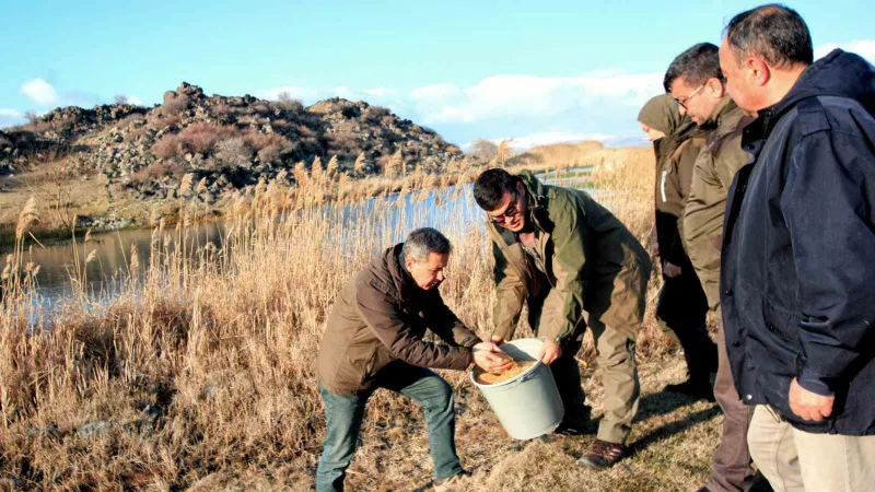 Hürmetçi Sazlığı’nda Yemleme Çalışması Yapıldı