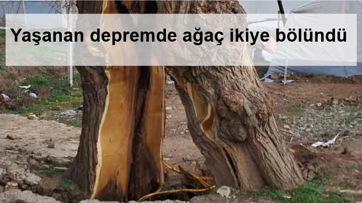 Yaşanan depremde ağaç ikiye bölündü