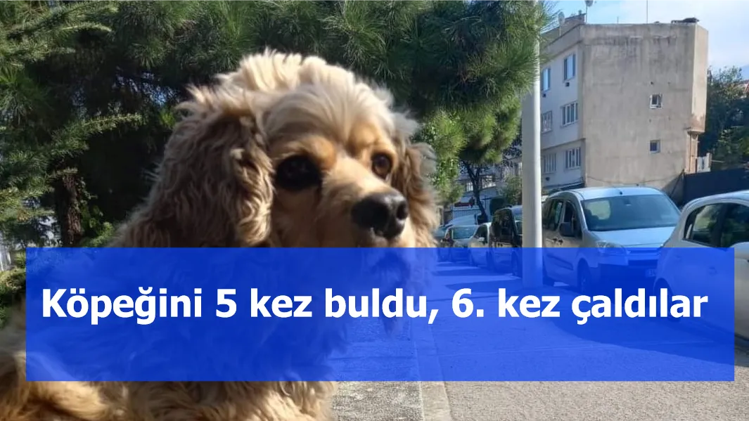 Köpeğini 5 kez buldu, 6. kez çaldılar